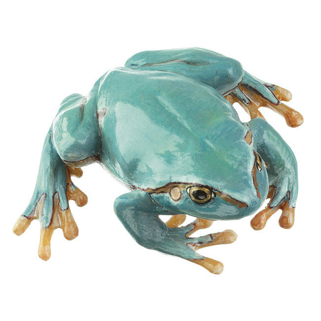 Common Tree Frog, seldom light blue variety, Female Somso ZoS 1016/4