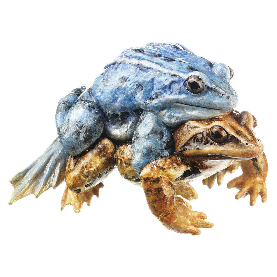 Moor Frogs - pair in amplexus Somso ZoS 1019/4