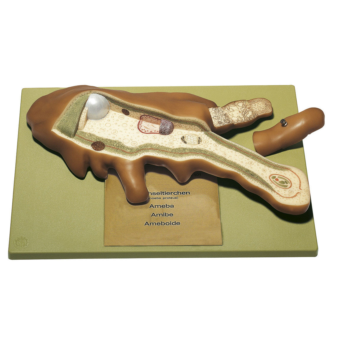 Model of a Single Cell Changing Animalcule Somso ZoS 101