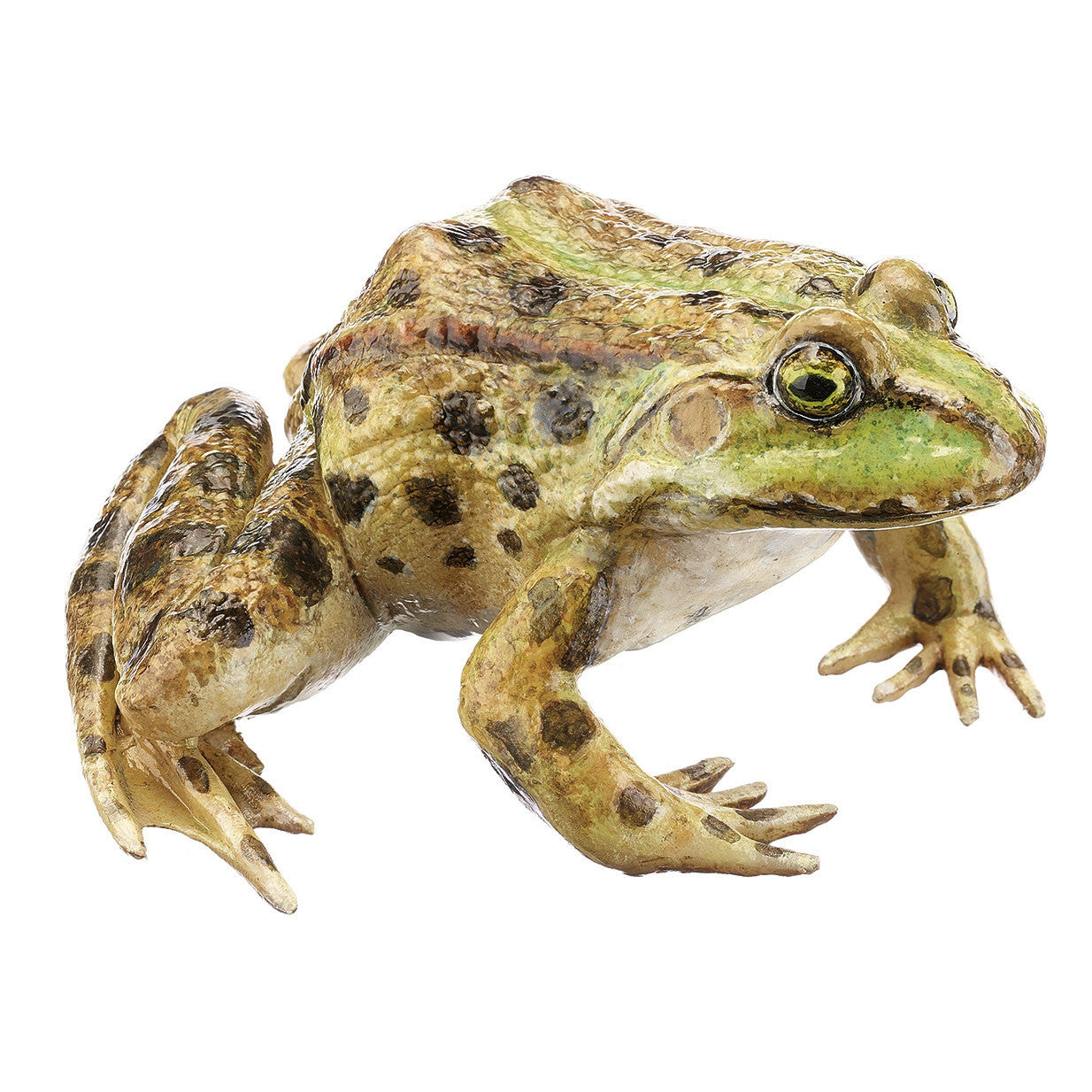 Marsh Frog Somso ZoS 1022
