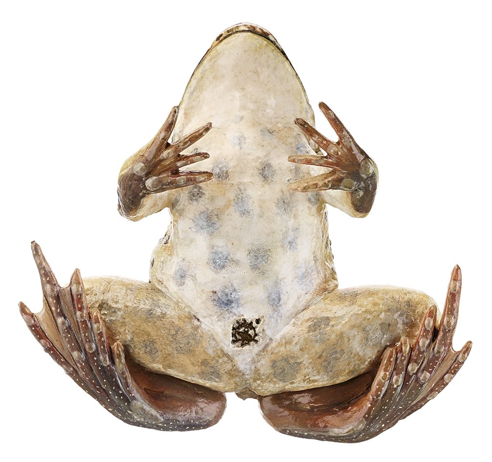 Marsh Frog