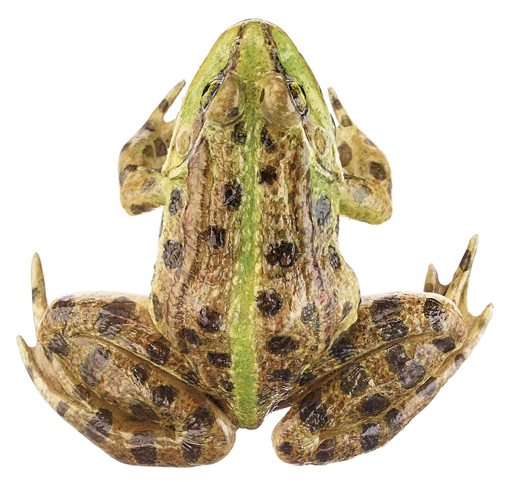 Marsh Frog