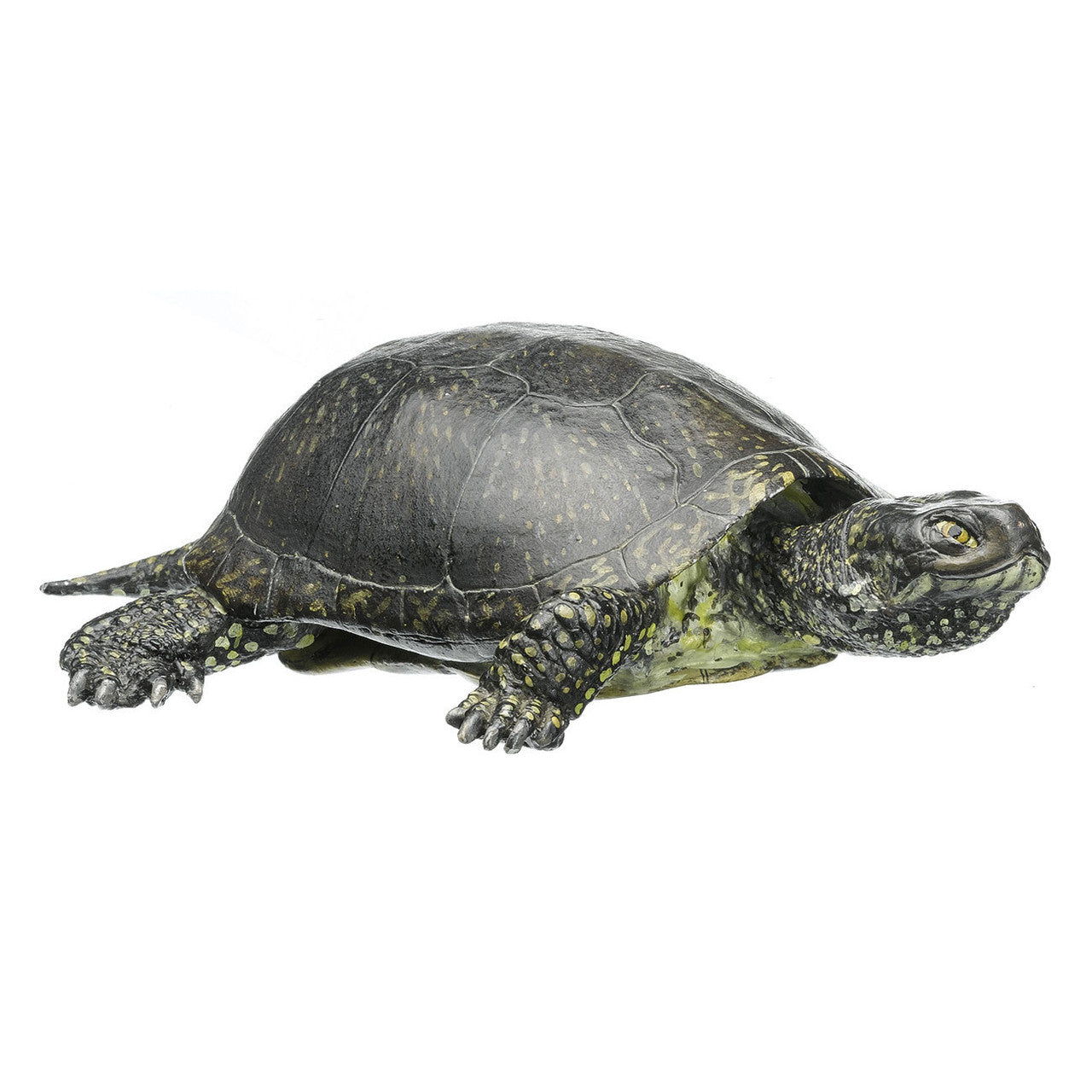 European Pond Terrapin, Male Somso ZoS 1025