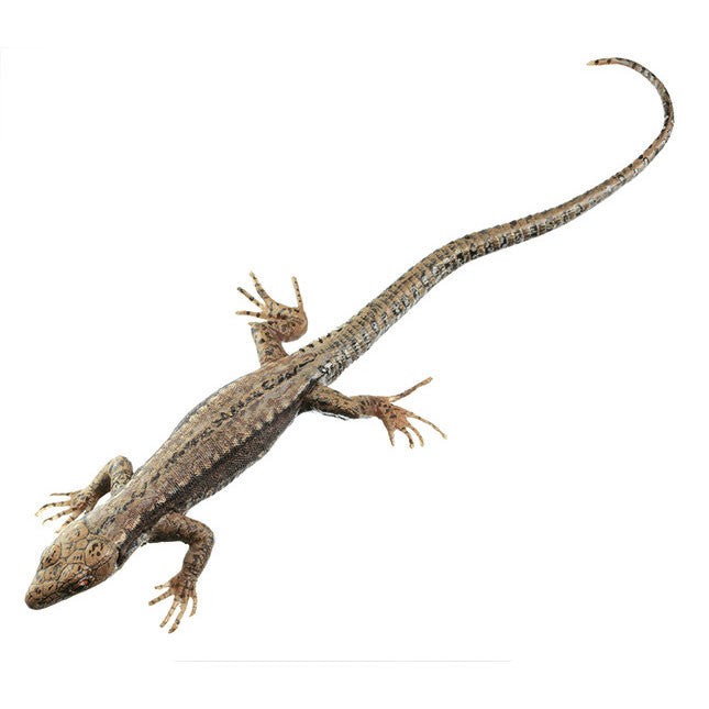 Common Wall Lizard, Female 1 Somso ZoS 1027/1