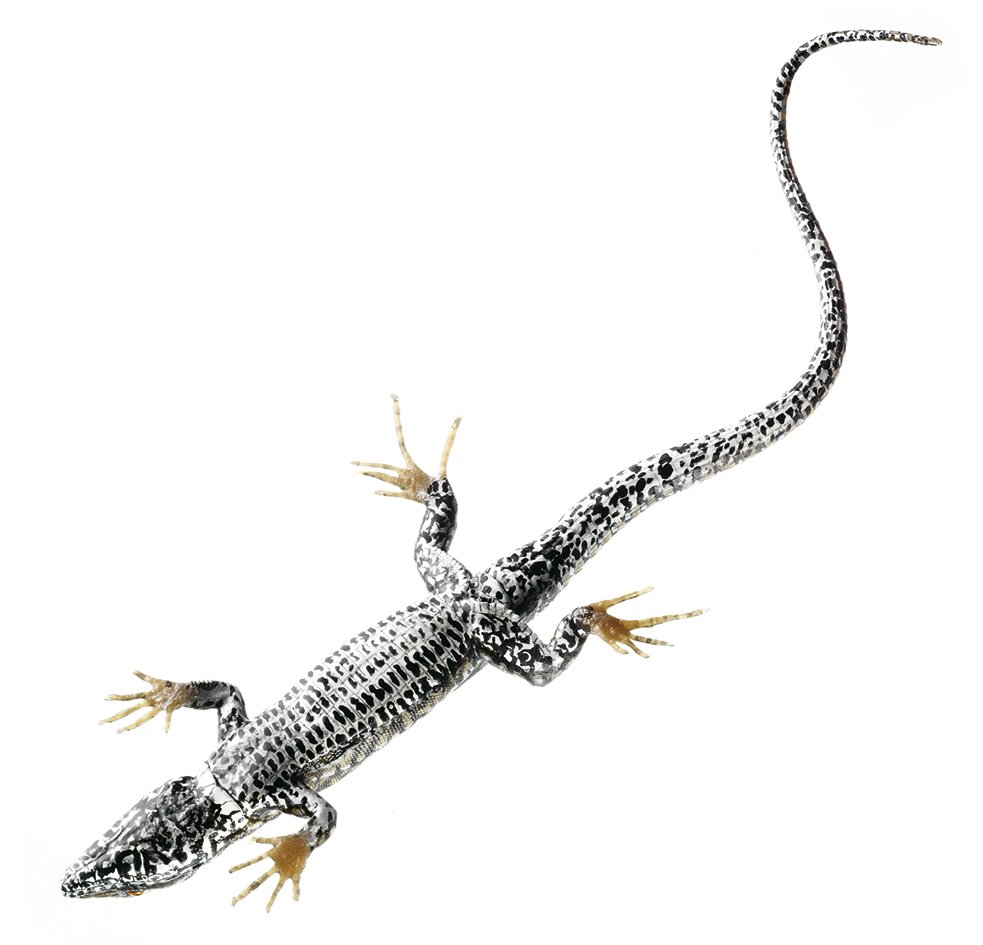 Common Wall Lizard, Male