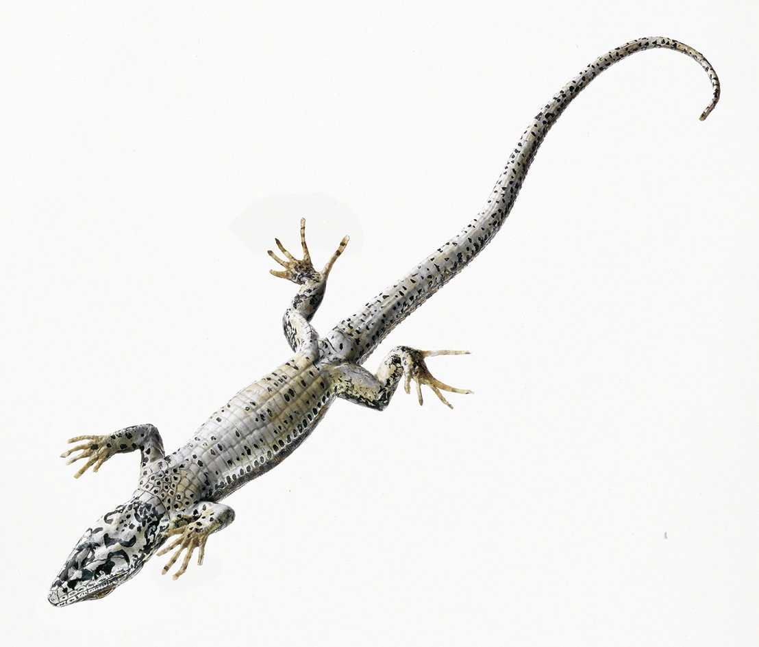 Common Wall Lizard, Female