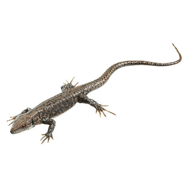 Common Wall Lizard, Male 1 Somso ZoS 1027