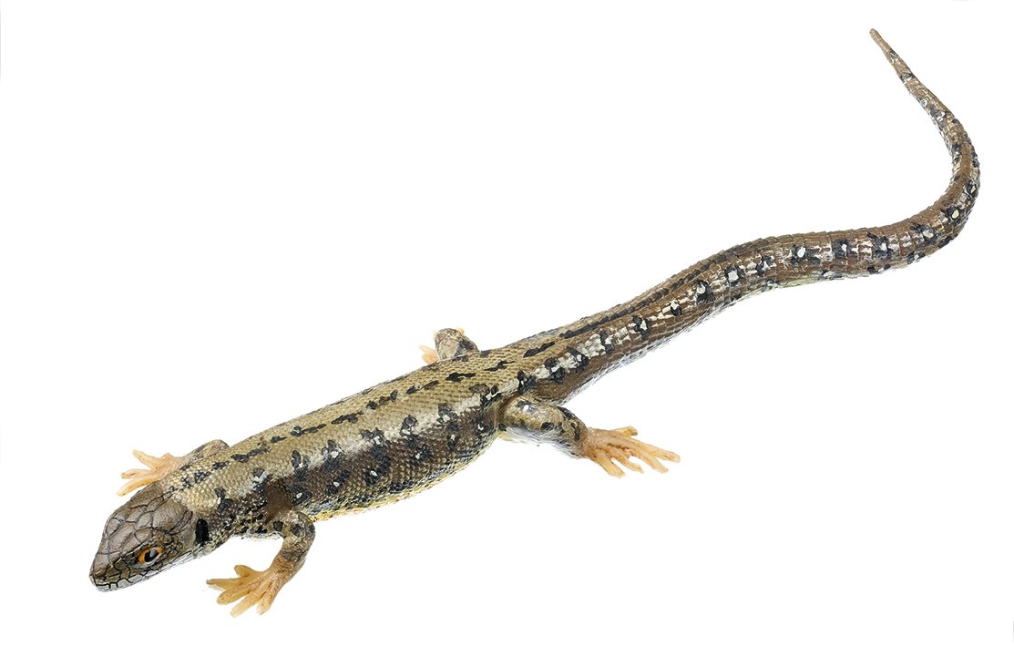 Viviparous Lizard, Male