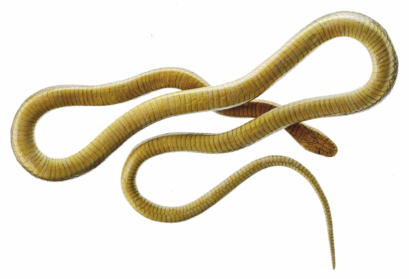 Aesculapian Snake, Male