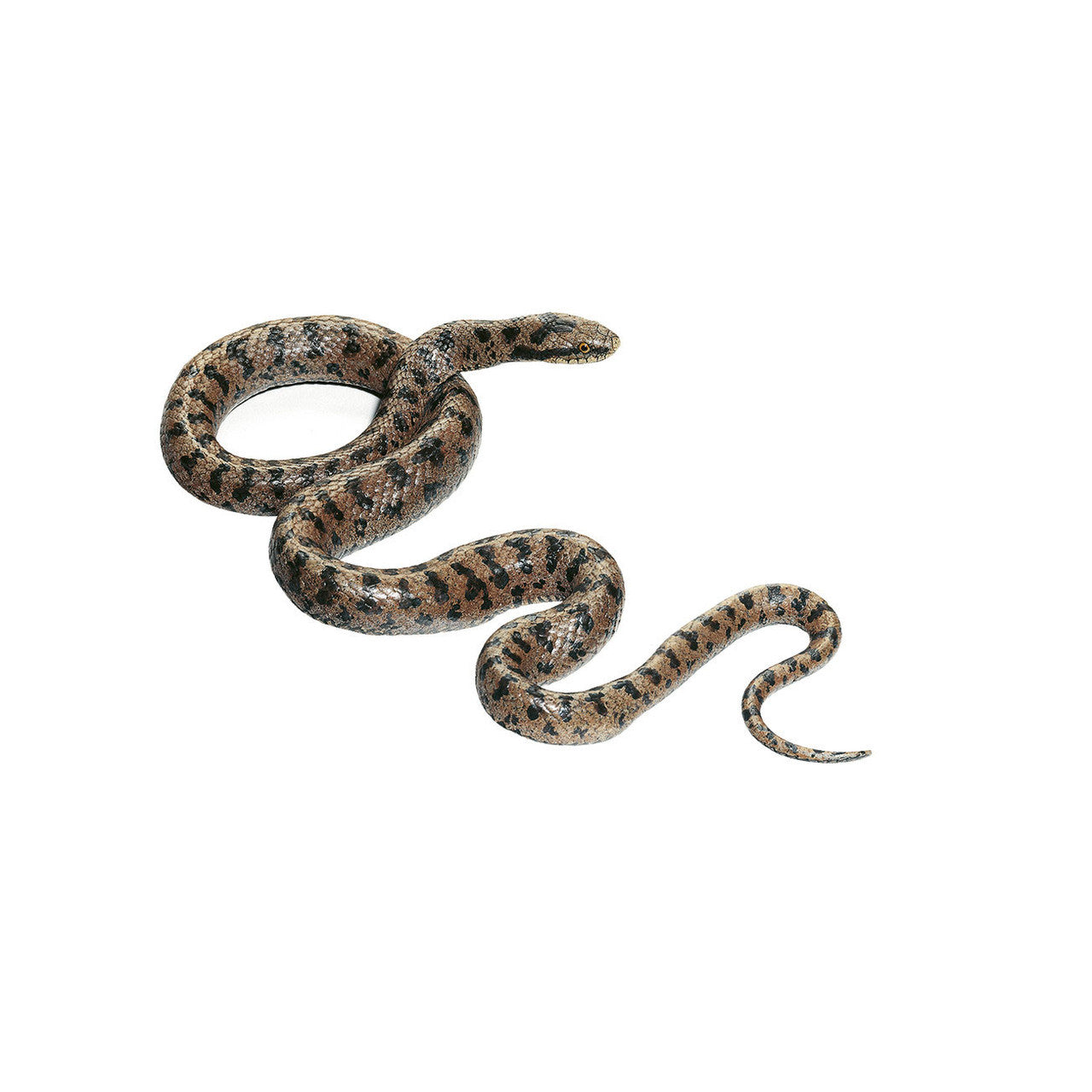 Smooth Snake, Male Somso ZoS 1032