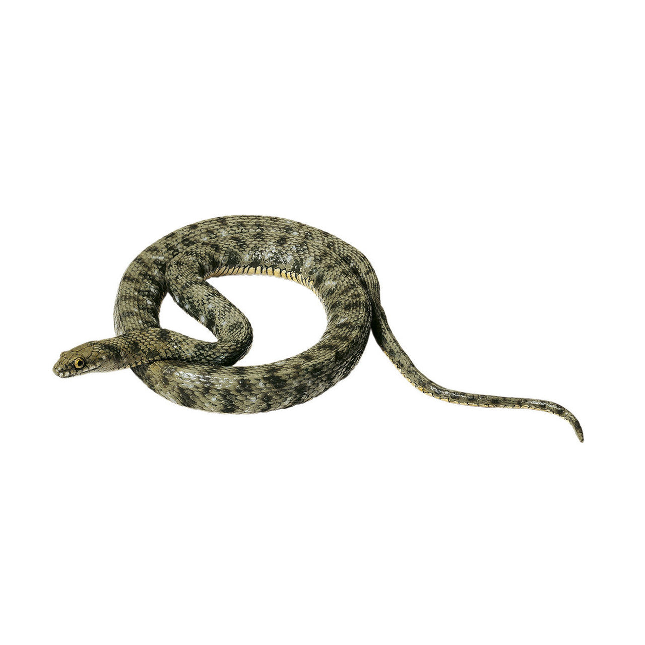 Dice Snake Somso ZoS 1034