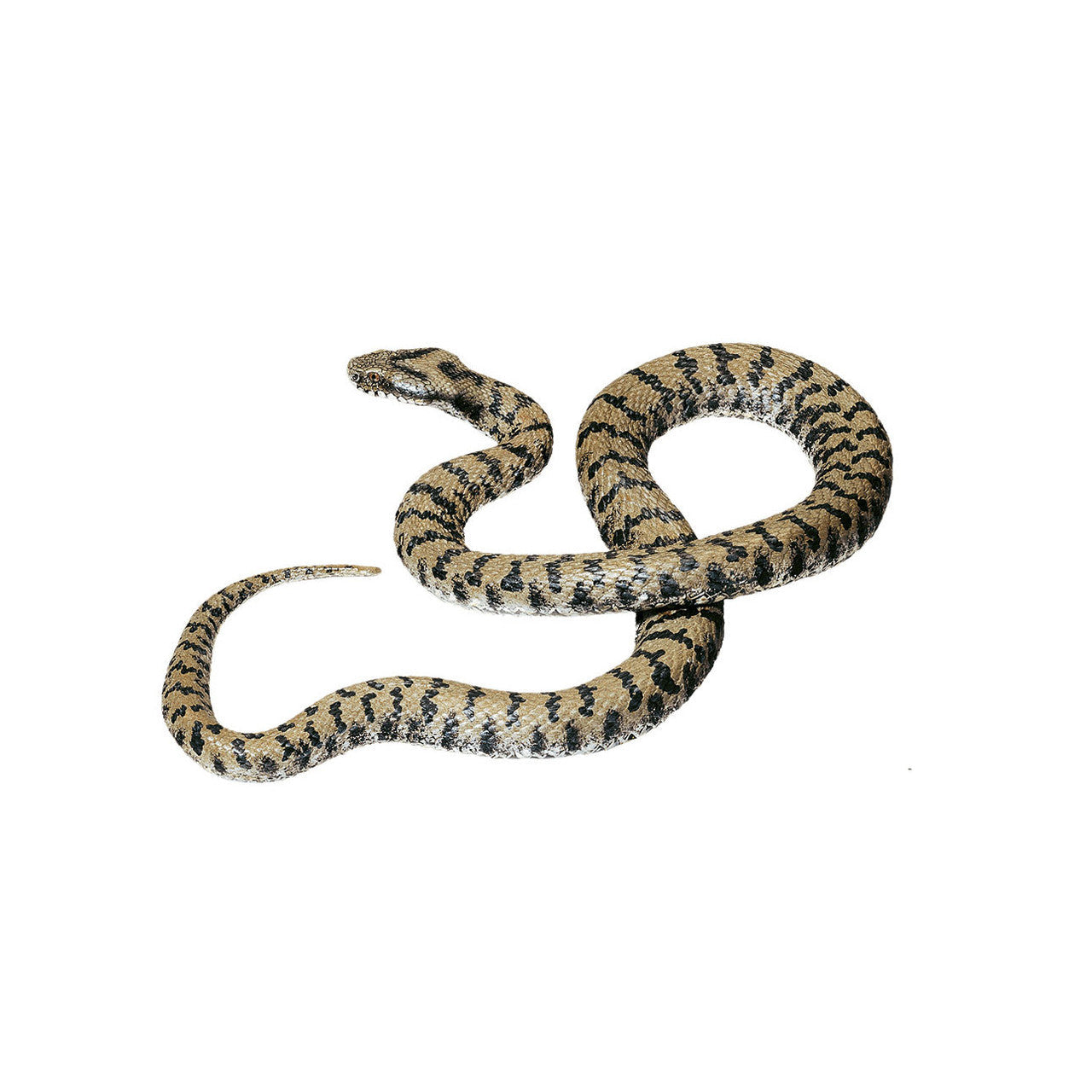 Asp Viper Somso ZoS 1035