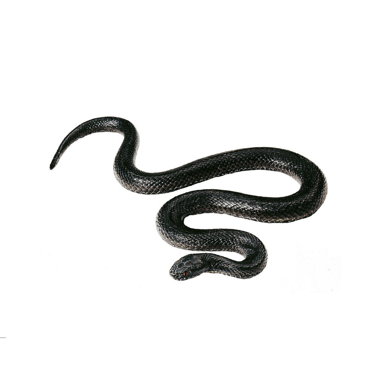 Common Viper, young melanic Somso ZoS 1036/1