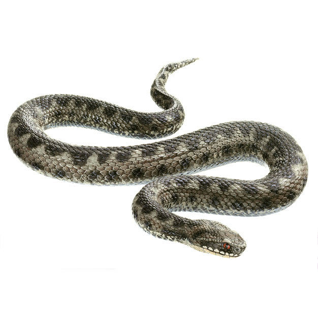 Common Viper, adult Male Somso ZoS 1036/2