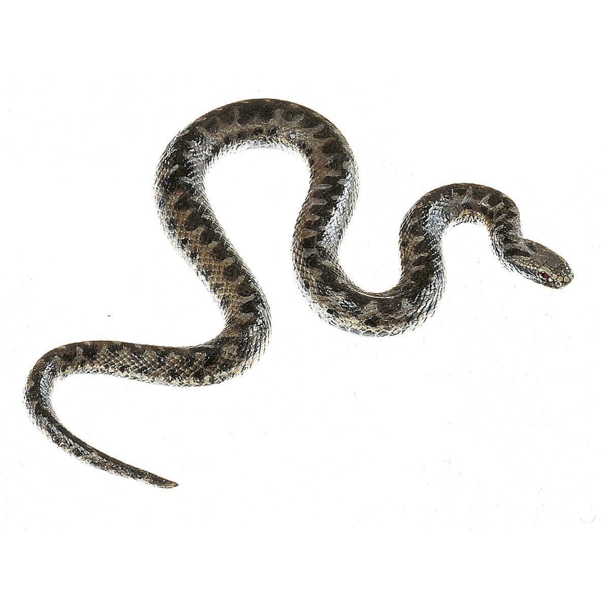 Common Viper, Young Male Somso ZoS 1036