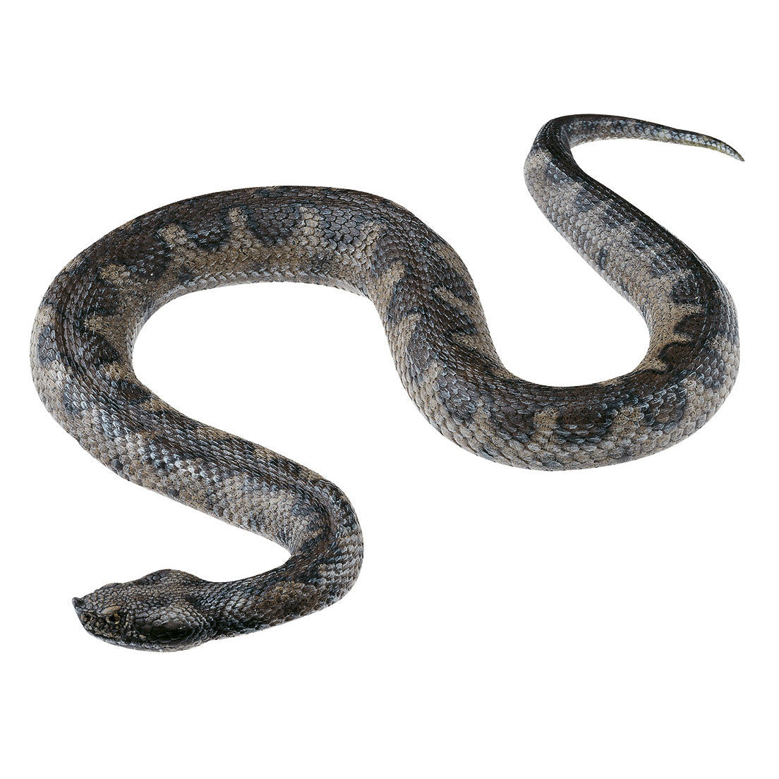 Nose-horned Viper Somso ZoS 1037