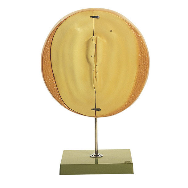 Chicken's Embryo After approx. 20 Hours Incubation Somso ZoS 103/2