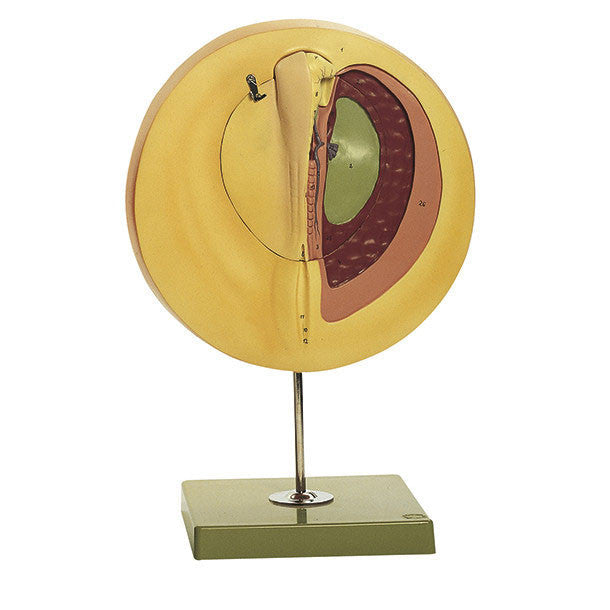 Chicken s Embryo After Approx. 33 Hours Incubation Somso ZoS 103/3