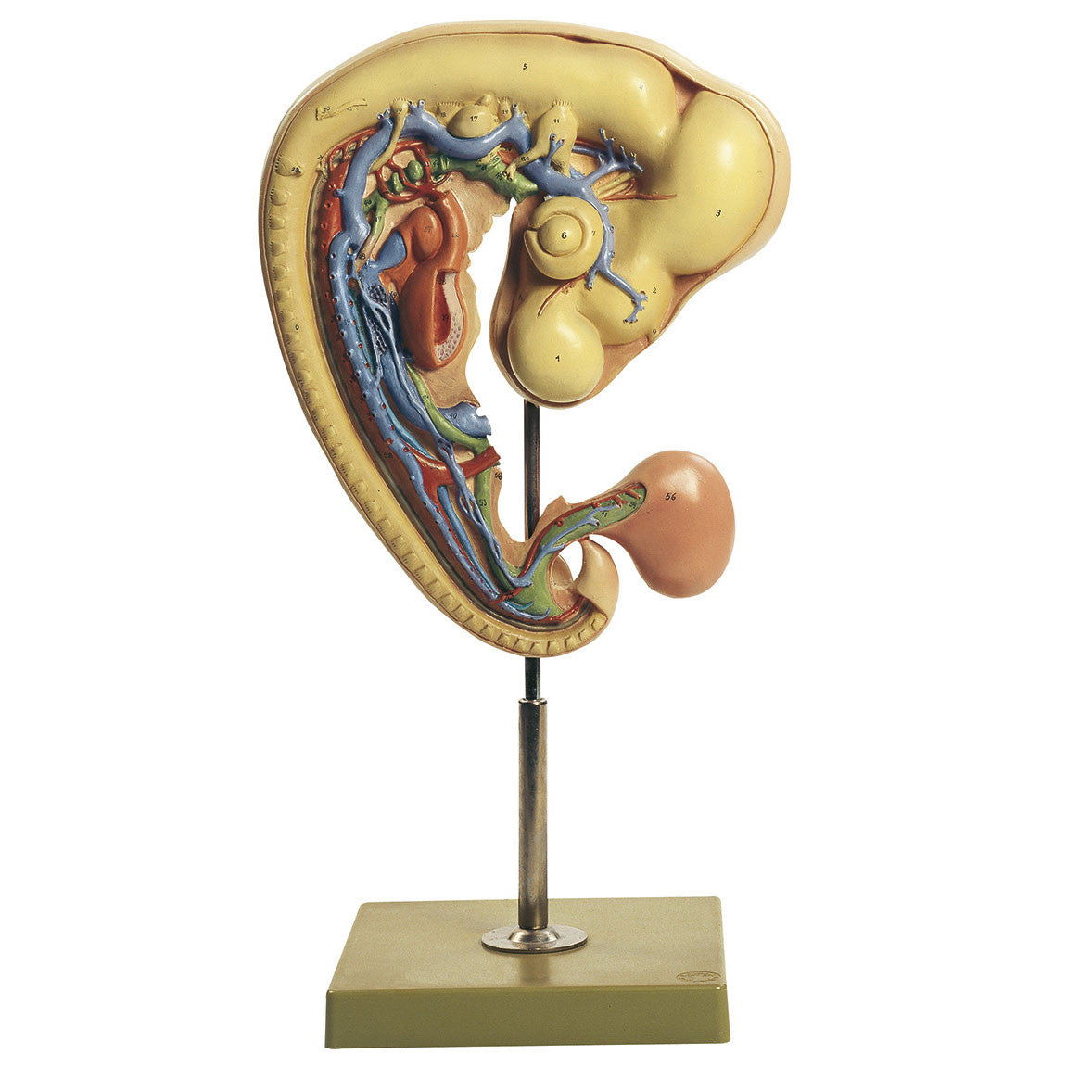 Chicken's Embryo After Approximately 4 Days Incubation Somso ZoS 103/5