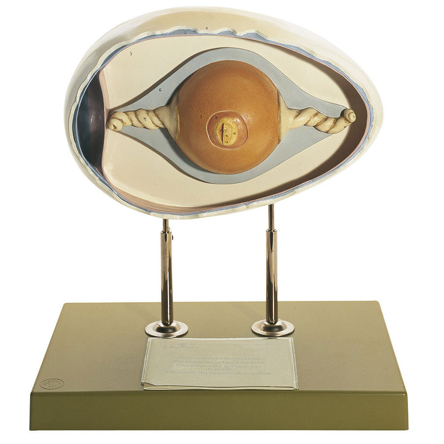 Structure of Chicken's Egg Somso ZoS 103