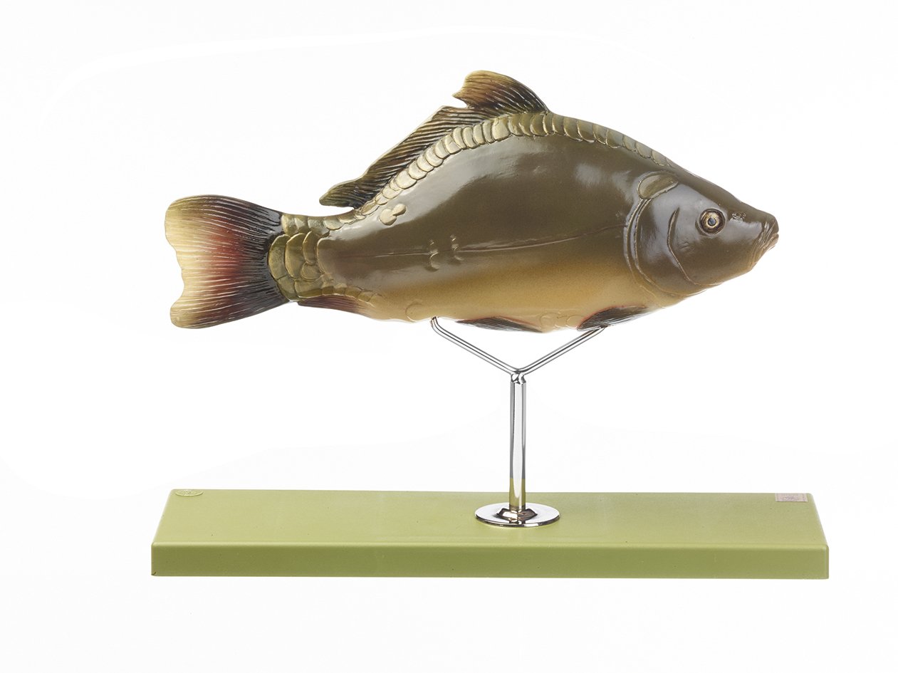 Model of the Anatomy of a Bony Fish
