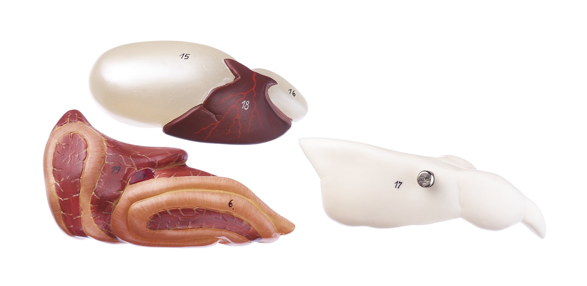 Model of the Anatomy of a Bony Fish