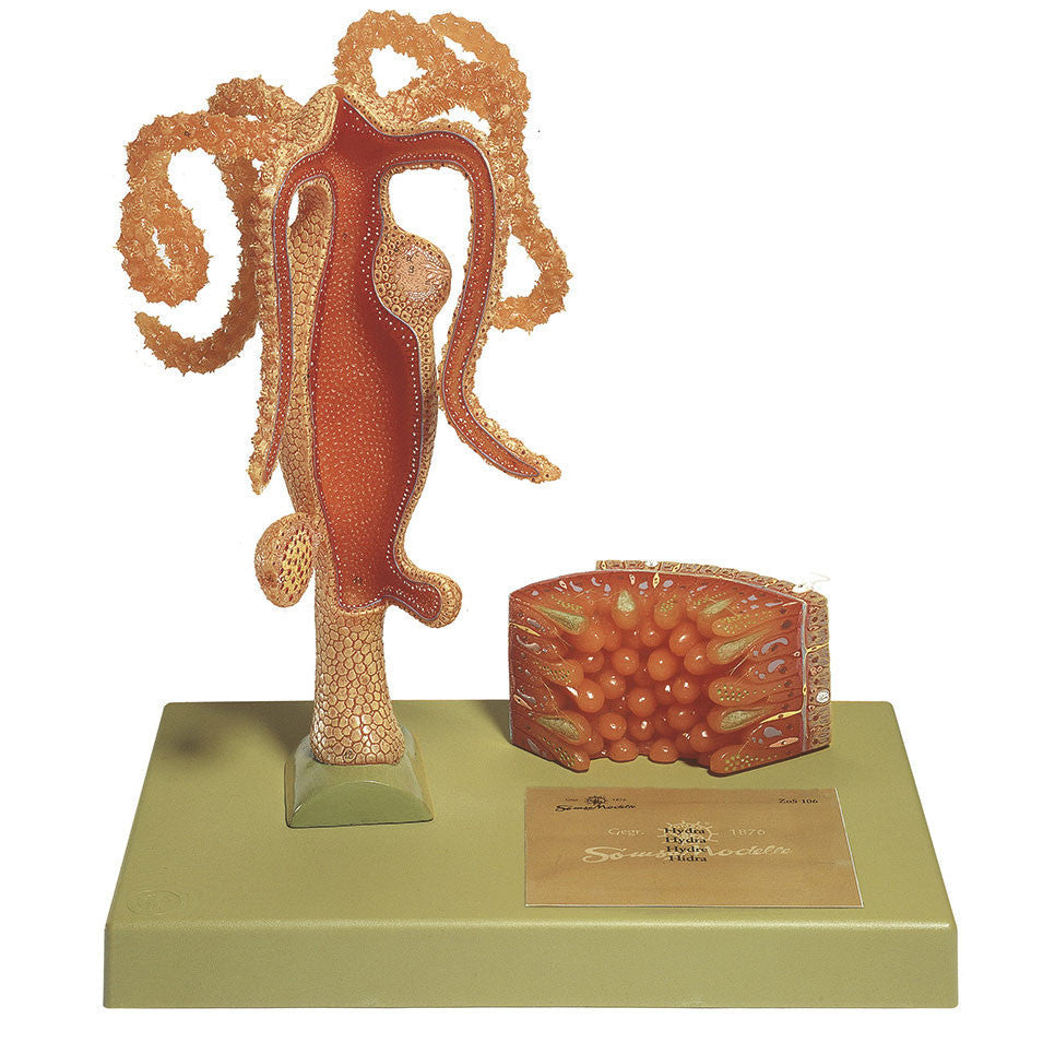 Fresh Water Polyp Somso ZoS 106