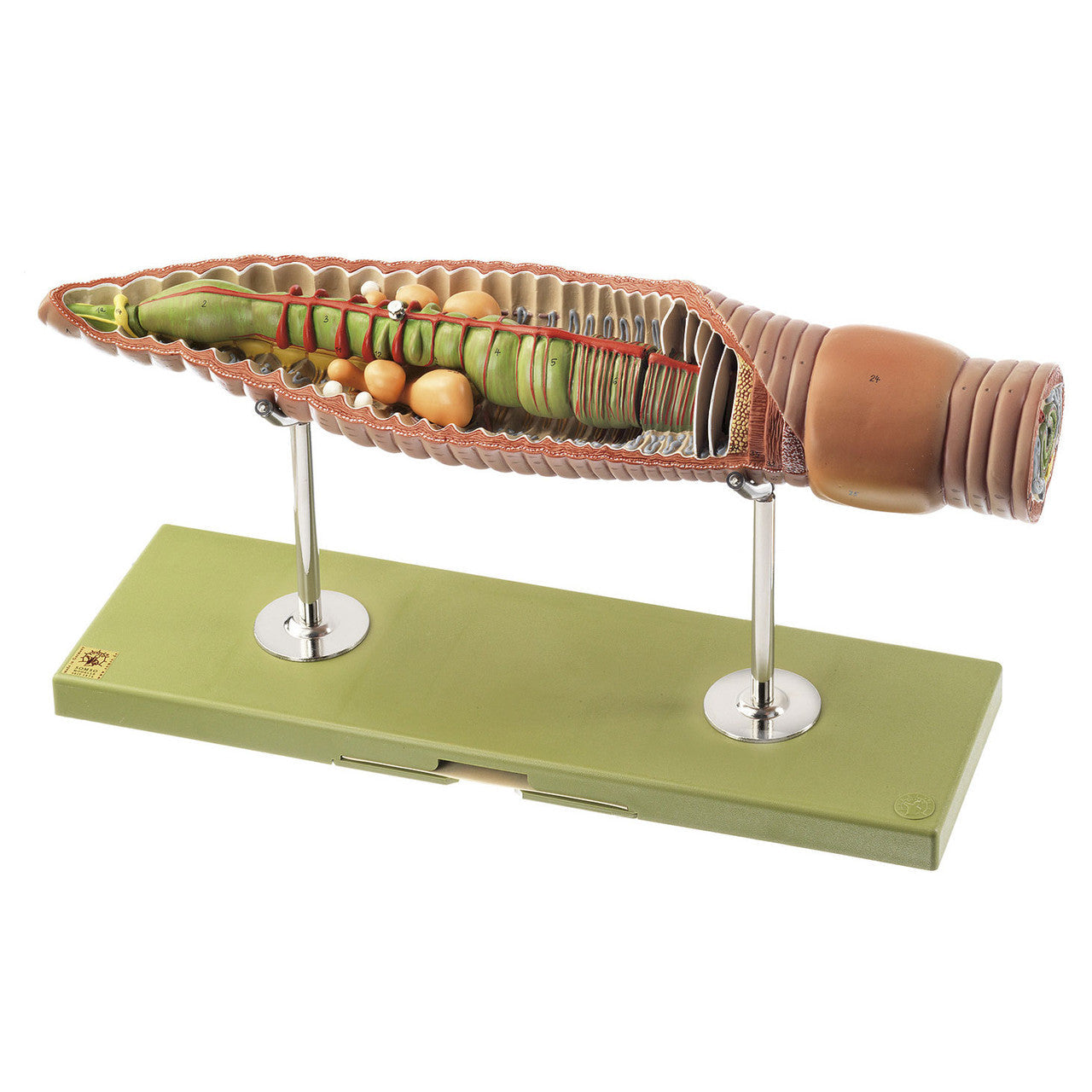 Earthworm Somso ZoS 108