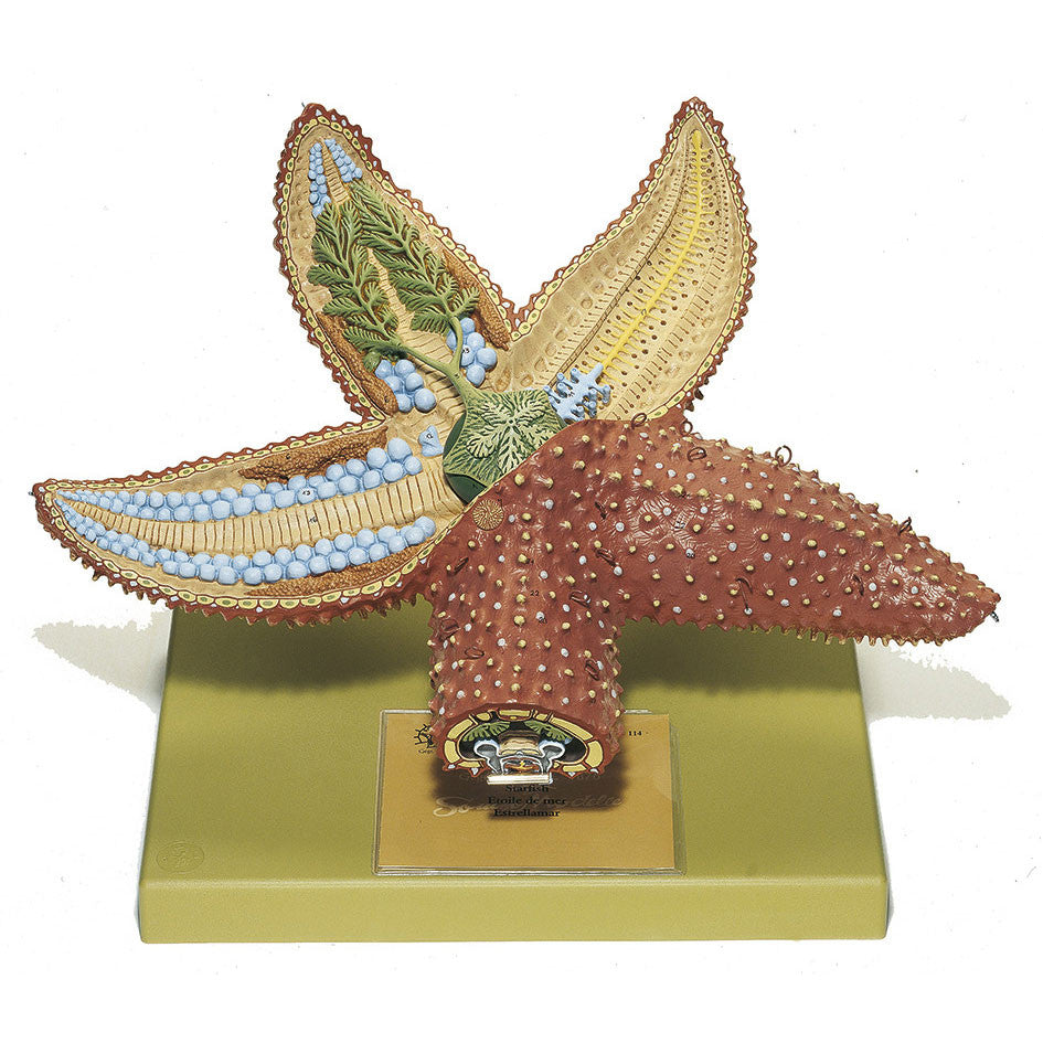 Star-Fish Somso ZoS 114