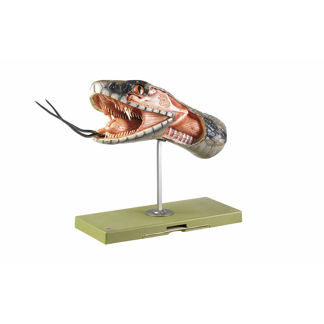 Anatomy of the Head of a Venomous Snake Somso ZoS 115