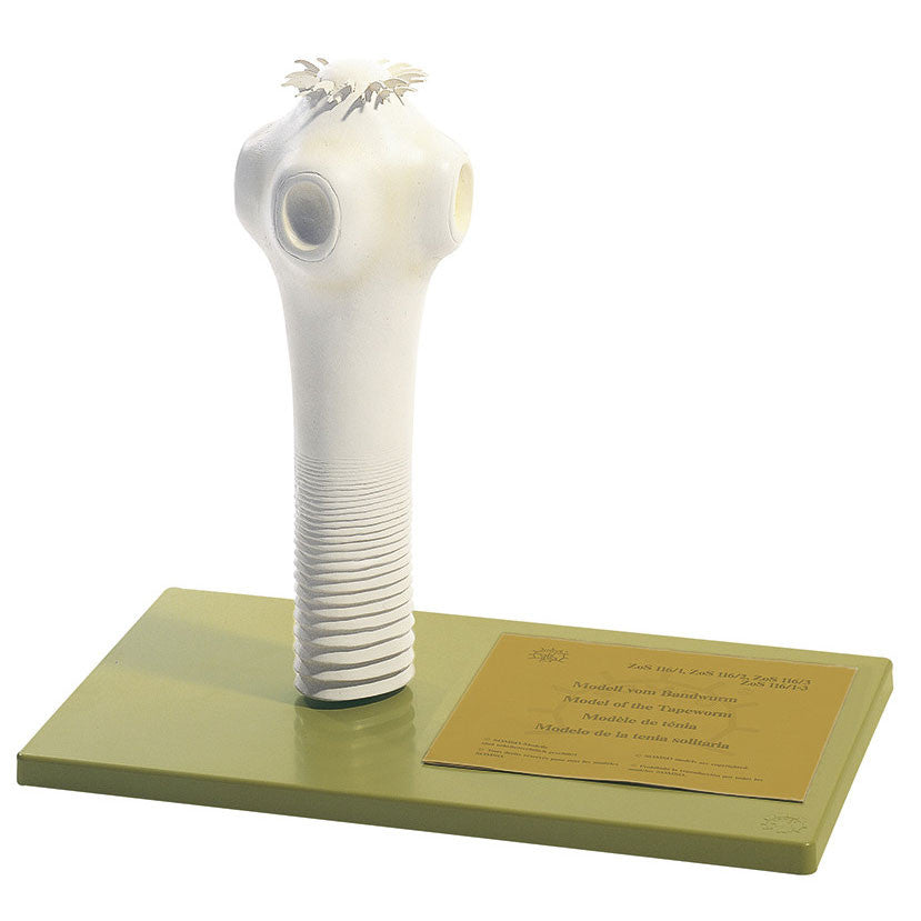 Head of the Pork Tape-Worm or Armed Tape-Worm Somso ZoS 116/1