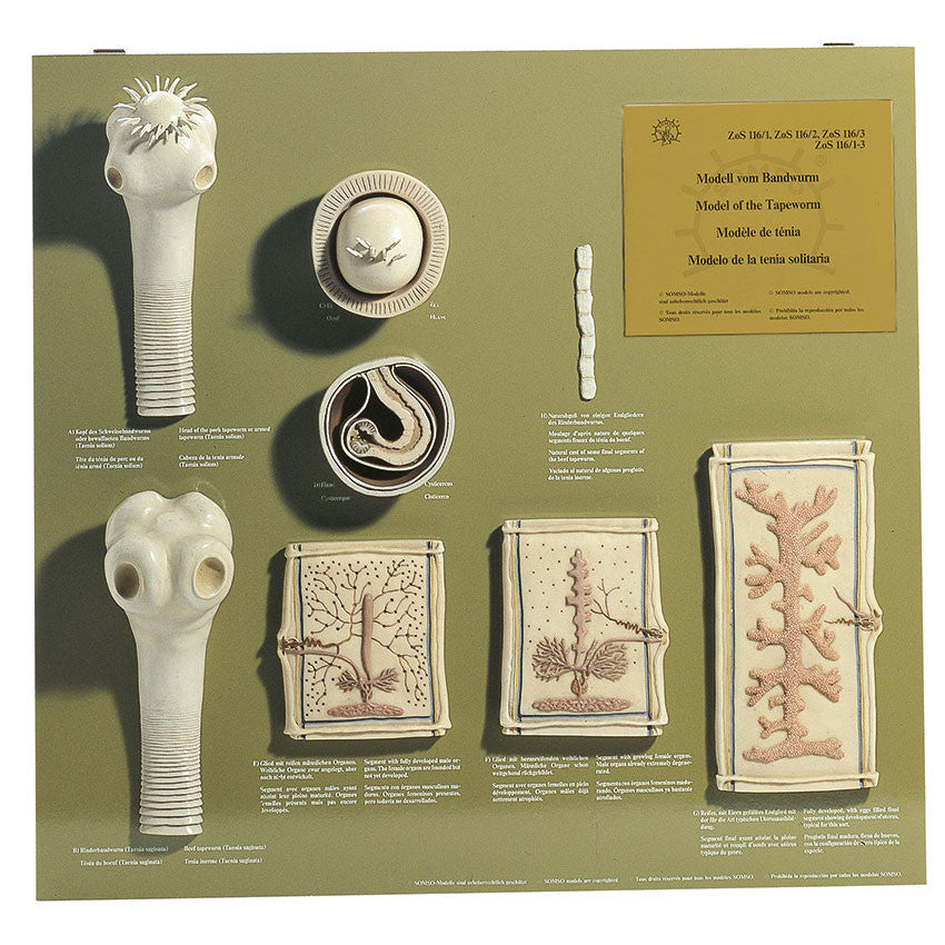 Model-Board of the Tape-Worm Somso ZoS 116/3