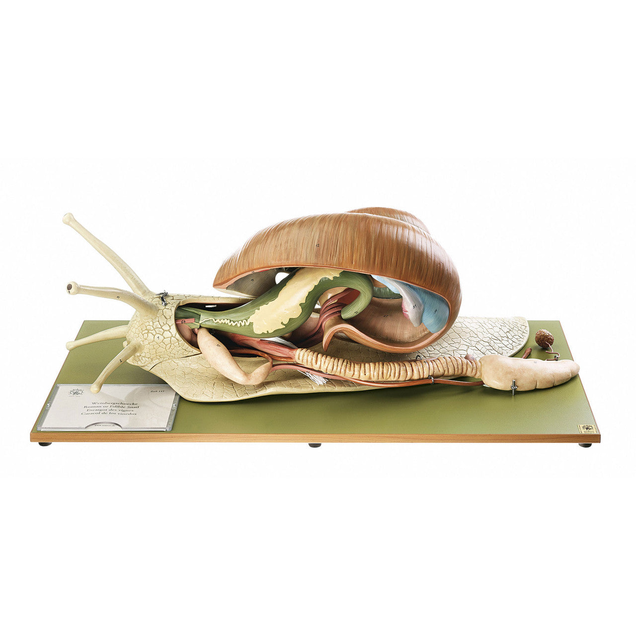 Vineyard Snail 1 Somso ZoS 117