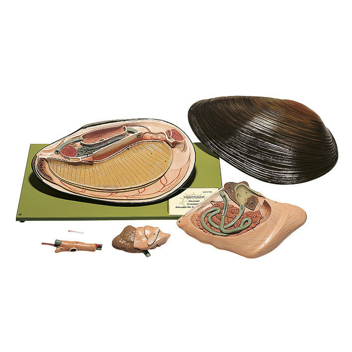 Mussel Somso ZoS 119