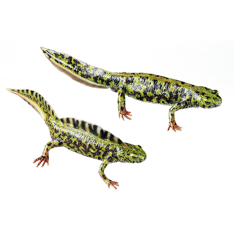 Marbled Newst, Male and Female Somso ZoS 1205