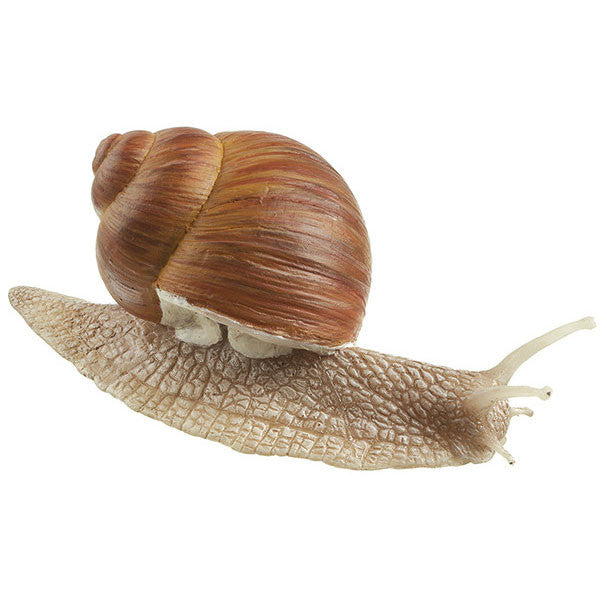 Vineyard Snail Somso ZoS 1207
