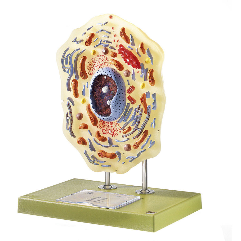 Animal Cell 1 Somso ZoS 120