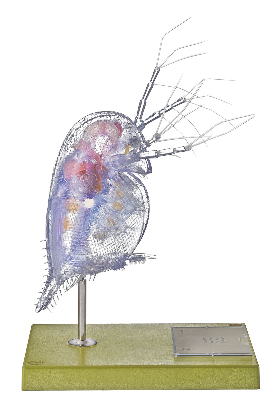 Model of a Water-Flea