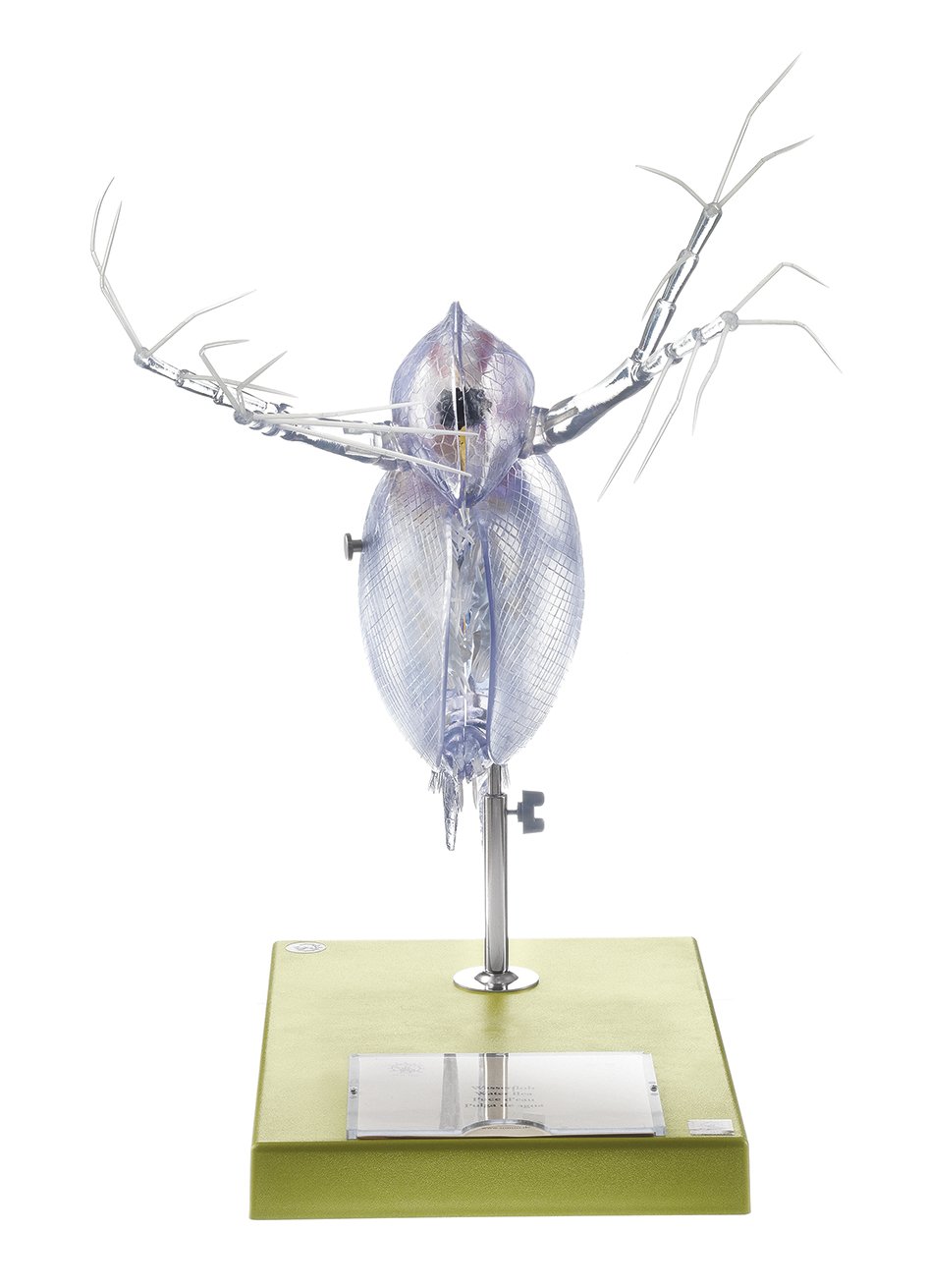 Model of a Water-Flea