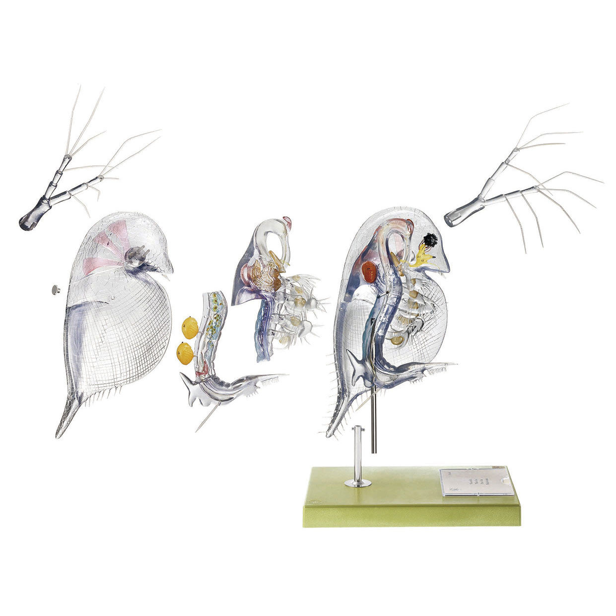 Model of a Water-Flea Somso ZoS 121