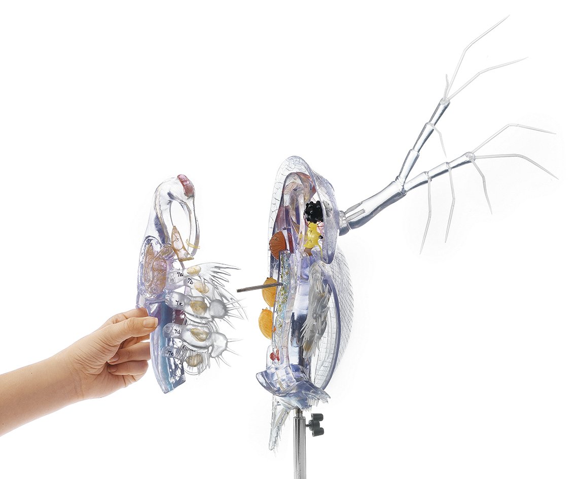 Model of a Water-Flea