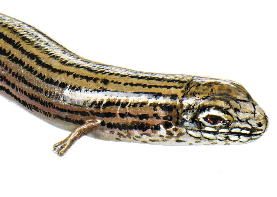 Western Three-toed Skink