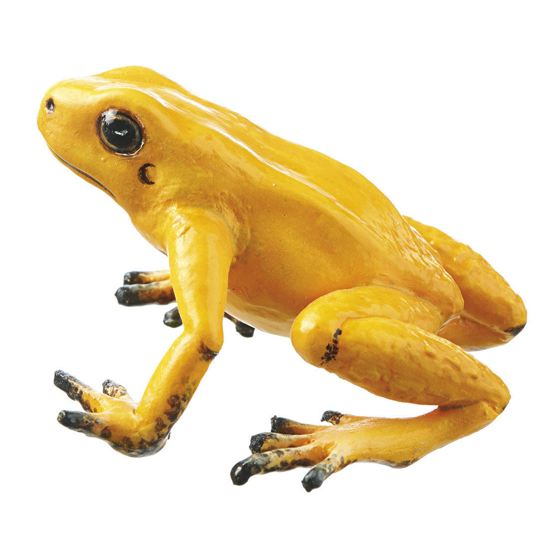 Phyllobates Terribilis, female, yellow Somso ZoS 1250/1