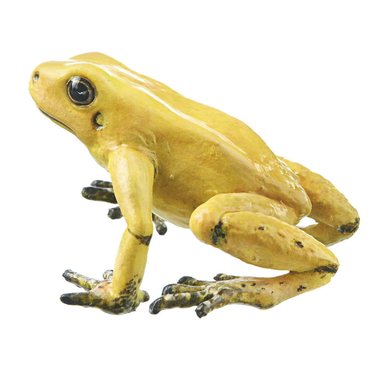 Phyllobates Terribilis, female, cream/turquoise Somso ZoS 1250