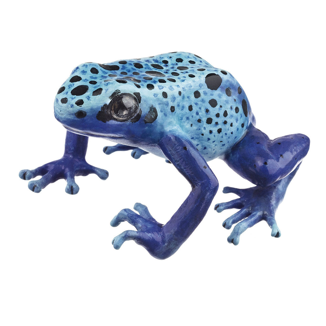 Dendrobates Tinctorius "Azureus" Somso ZoS 1252/2