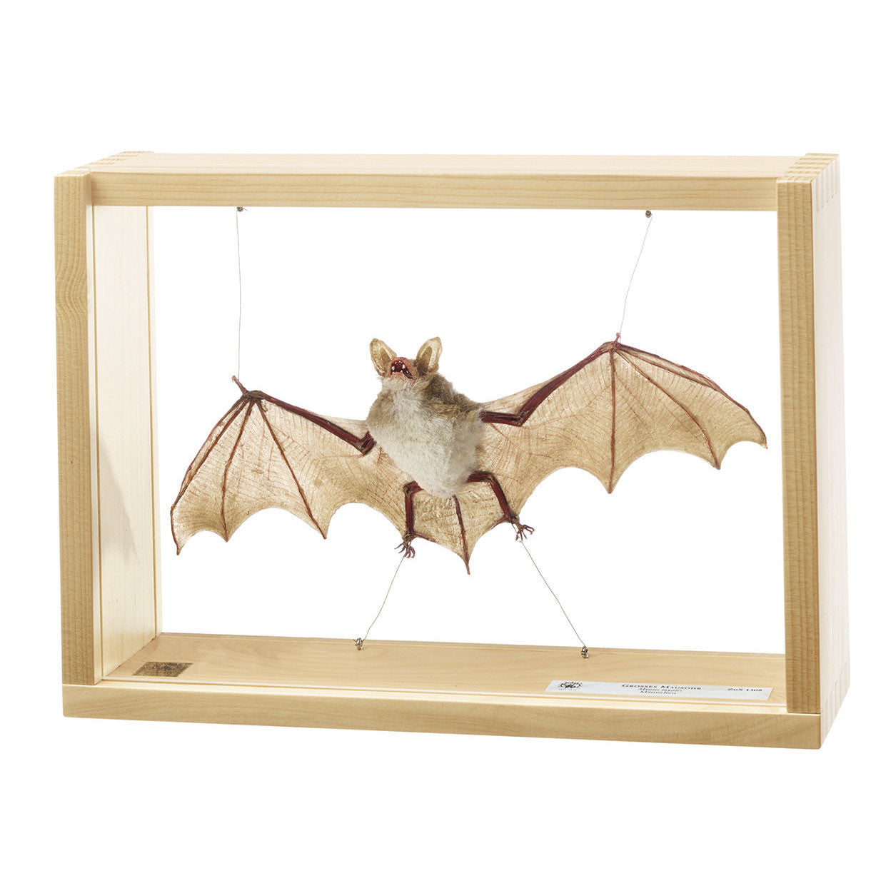 Large Mouse-eared, male, Myotis myotis Somso ZoS 1308