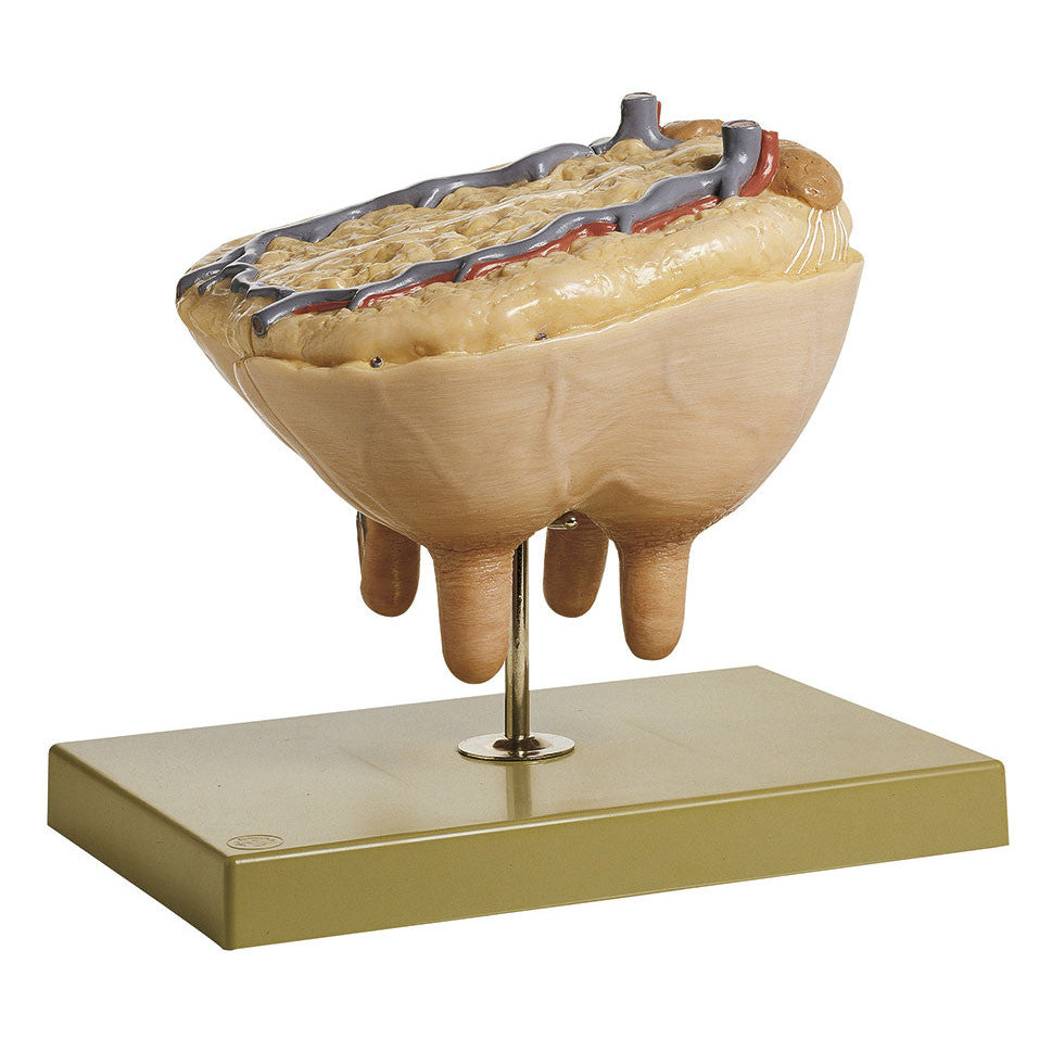 Udder of the Cow Somso ZoS 16