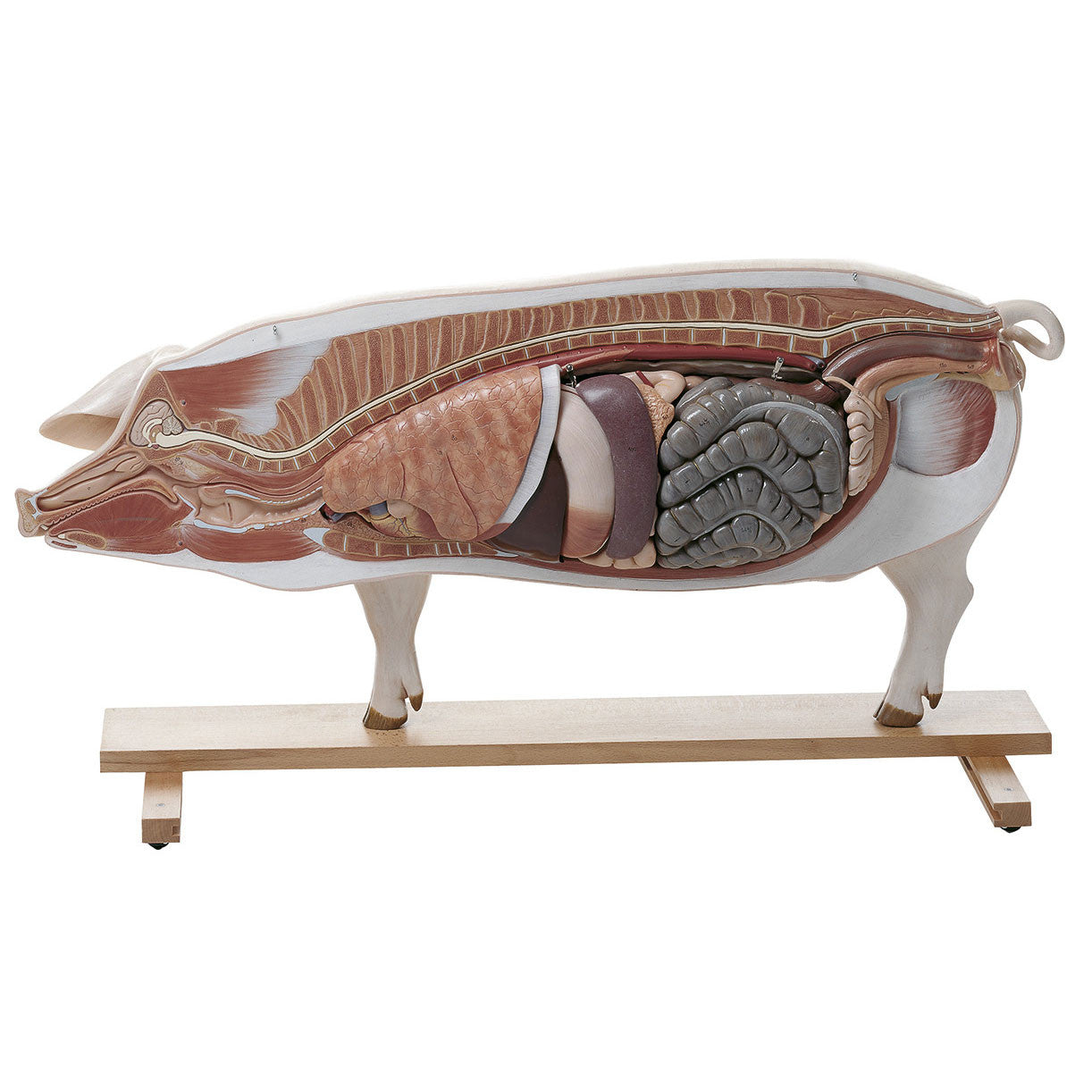 Model of a Breeding Pig (Dam) Somso ZoS 18/1