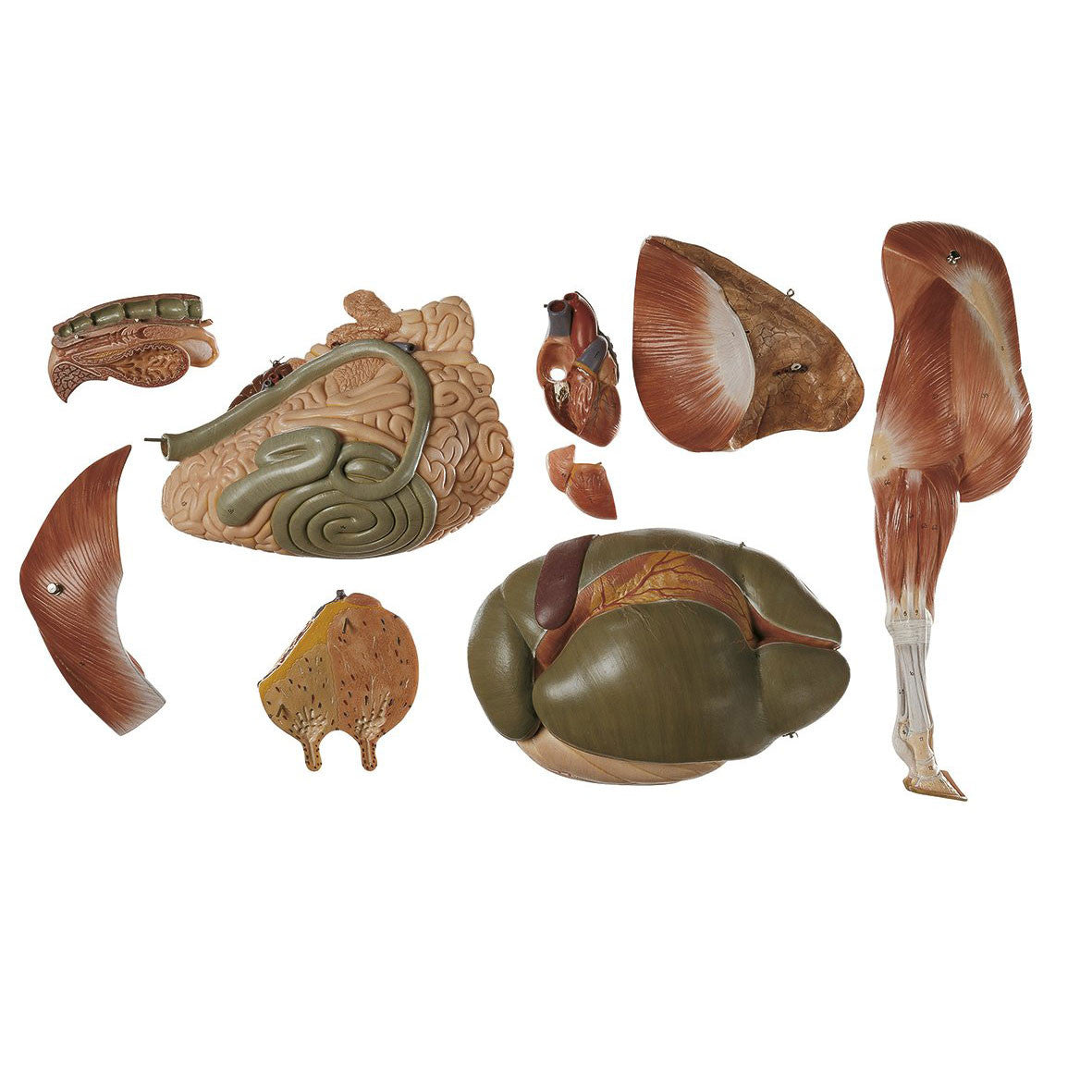 Model of a Cow | Somso ZoS 1