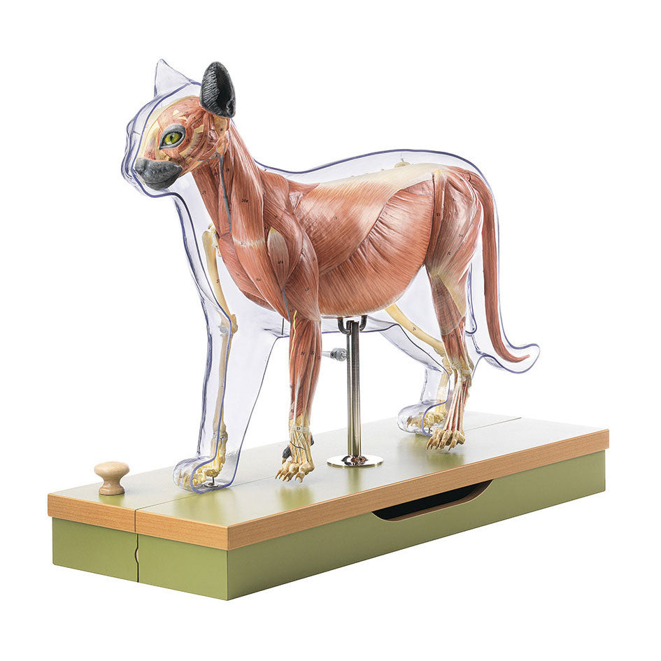 Domestic cat model Somso ZoS 27/1